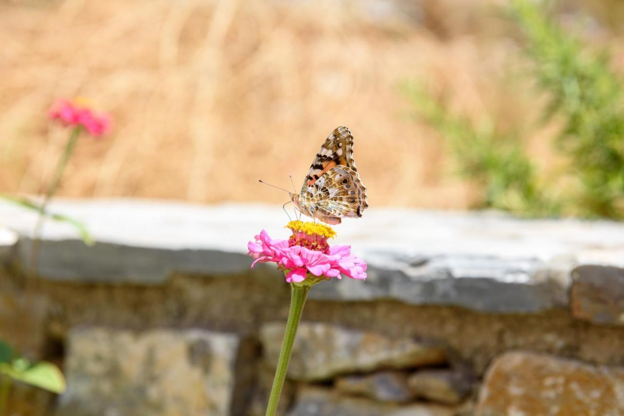 Villa Andromeda Amorgos Zewnętrze zdjęcie